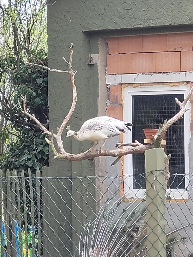 Appartamento Maerchenhaft Urlauben Auf Dem Alpakahof Rambow Esterno foto