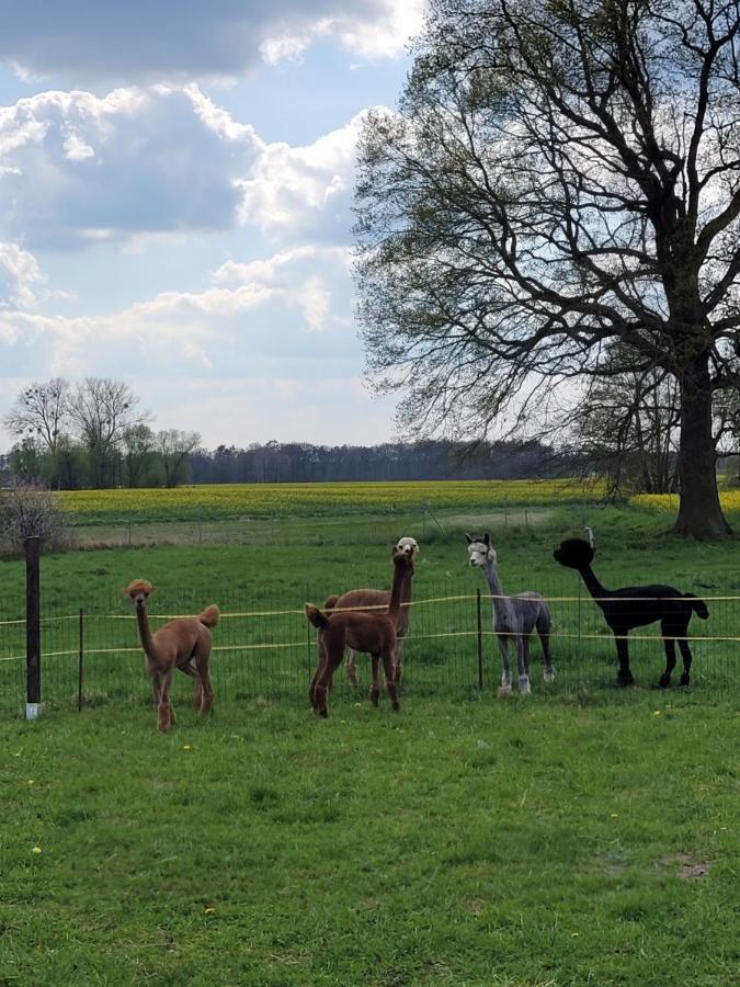 Appartamento Maerchenhaft Urlauben Auf Dem Alpakahof Rambow Esterno foto