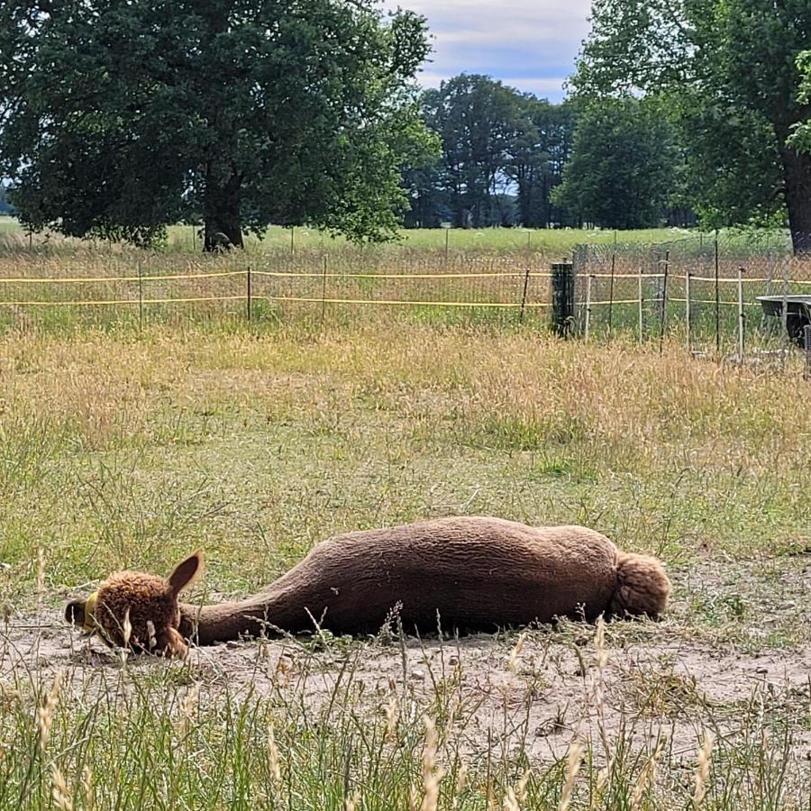 Appartamento Maerchenhaft Urlauben Auf Dem Alpakahof Rambow Esterno foto