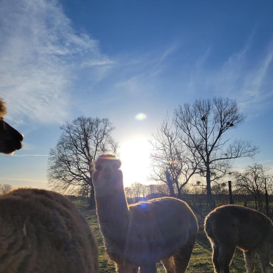Appartamento Maerchenhaft Urlauben Auf Dem Alpakahof Rambow Esterno foto