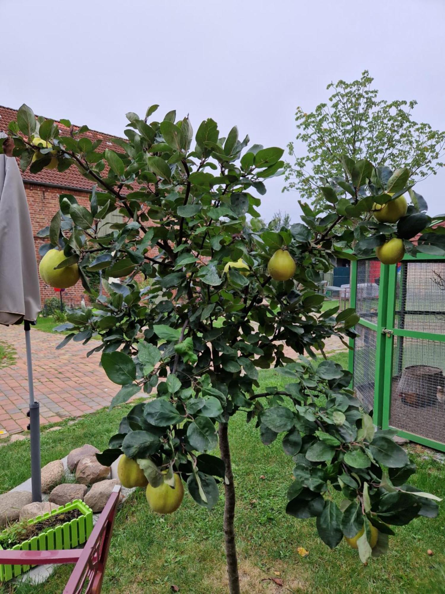 Appartamento Maerchenhaft Urlauben Auf Dem Alpakahof Rambow Esterno foto